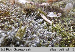 Hedwigia ciliata (hedwigia rzęsowata)
