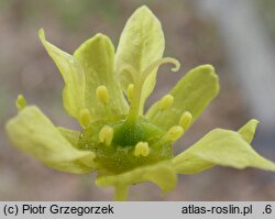 Acer platanoides (klon pospolity)