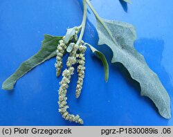 Atriplex tatarica (łoboda szara)