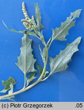 Atriplex tatarica (łoboda szara)