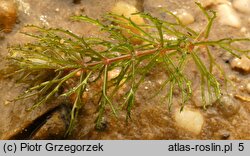 Ceratophyllum demersum (rogatek sztywny)