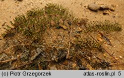 Ceratophyllum demersum (rogatek sztywny)