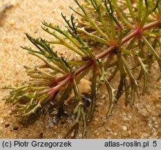 Ceratophyllum demersum (rogatek sztywny)