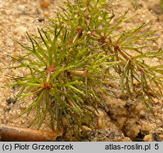 Ceratophyllum demersum (rogatek sztywny)