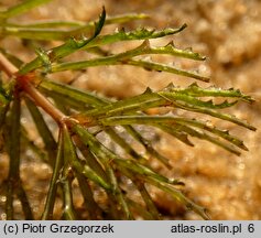 Ceratophyllum demersum (rogatek sztywny)