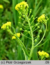 Neslia paniculata (ożędka groniasta)