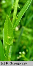 Neslia paniculata (ożędka groniasta)