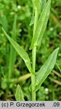 Neslia paniculata (ożędka groniasta)