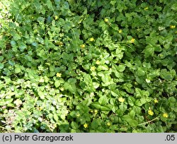 Potentilla indica (poziomkówka indyjska)