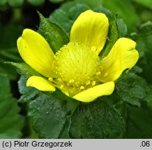 Potentilla indica (poziomkówka indyjska)