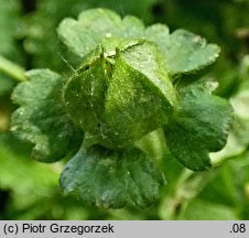 Potentilla indica (poziomkówka indyjska)