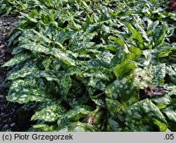 Pulmonaria saccharata (miodunka pstra)