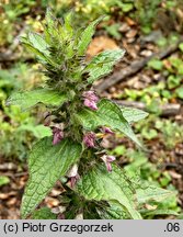 Stachys alpina (czyściec górski)