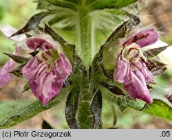 Stachys alpina (czyściec górski)