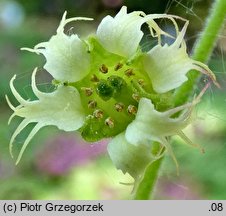 Tellima grandiflora (telima wielkokwiatowa)