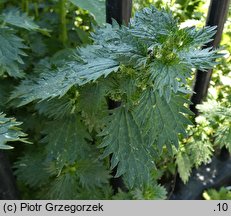 Urtica urens (pokrzywa żegawka)