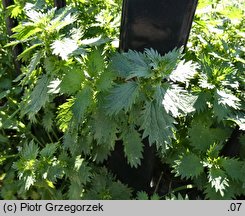 Urtica urens (pokrzywa żegawka)