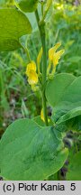 Aristolochia clematitis (kokornak powojnikowy)