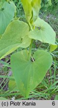 Aristolochia clematitis (kokornak powojnikowy)