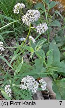 Valeriana excelsa ssp. sambucifolia (kozłek bzowy)