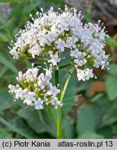 Valeriana excelsa ssp. sambucifolia (kozłek bzowy)