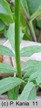 Valeriana excelsa ssp. sambucifolia (kozłek bzowy)