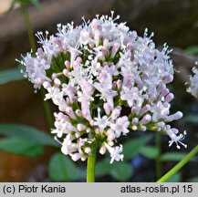 Valeriana excelsa ssp. sambucifolia (kozłek bzowy)