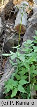 Valeriana excelsa ssp. sambucifolia (kozłek bzowy)