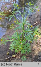 Ranunculus sceleratus (jaskier jadowity)