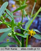 Ranunculus sceleratus (jaskier jadowity)