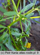 Ranunculus sceleratus (jaskier jadowity)