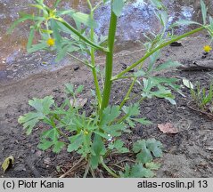 Ranunculus sceleratus (jaskier jadowity)