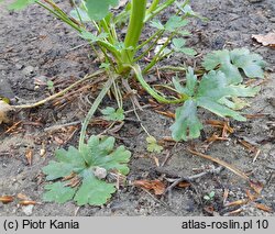 Ranunculus sceleratus (jaskier jadowity)