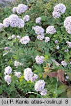 Valeriana excelsa ssp. sambucifolia (kozłek bzowy)