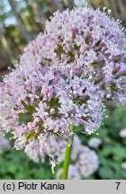 Valeriana excelsa ssp. sambucifolia (kozłek bzowy)