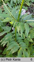 Valeriana excelsa ssp. sambucifolia (kozłek bzowy)