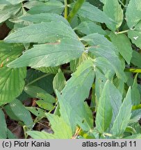 Valeriana excelsa ssp. sambucifolia (kozłek bzowy)