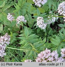 Valeriana excelsa ssp. sambucifolia (kozłek bzowy)