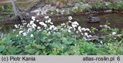 Valeriana excelsa ssp. sambucifolia (kozłek bzowy)