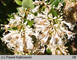 Abelia chinensis (abelia chińska)