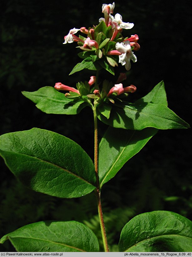 Abelia mosanensis (abelia mosańska)