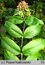 Abelia mosanensis (abelia mosańska)