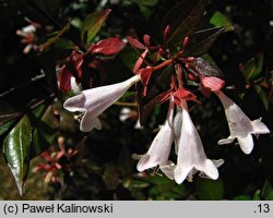 Abelia ×grandiflora (abelia wielkokwiatowa)