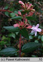 Abelia ×grandiflora (abelia wielkokwiatowa)