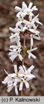 Abeliophyllum distichum (abeliofyllum koreańskie)