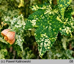 Callianthe striata