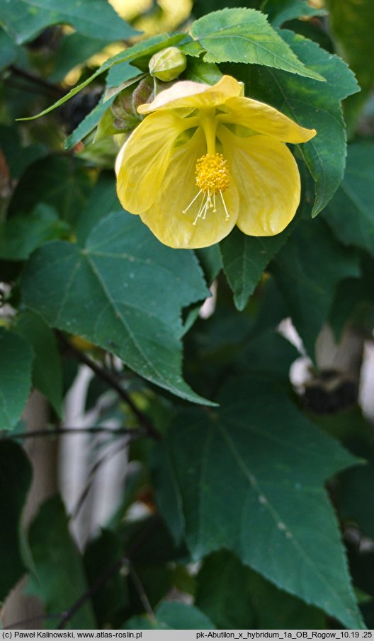 Abutilon ×hybridum (zaślaz mieszańcowy)