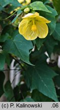 Abutilon ×hybridum (zaślaz mieszańcowy)