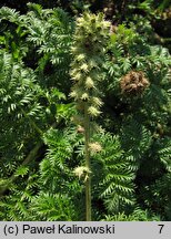 Acaena myriophylla