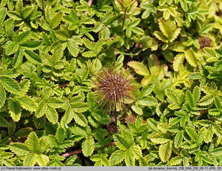 Acaena inermis (acena bezbronna)